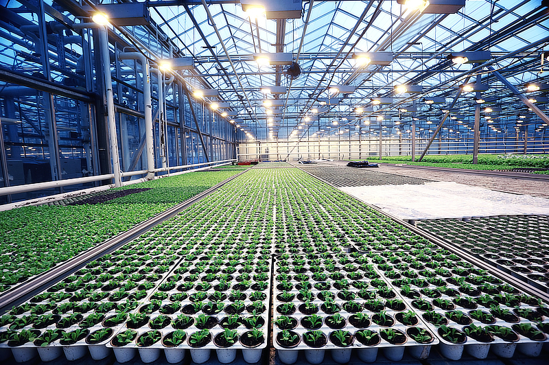 Overview of an indoor cannabis farm.